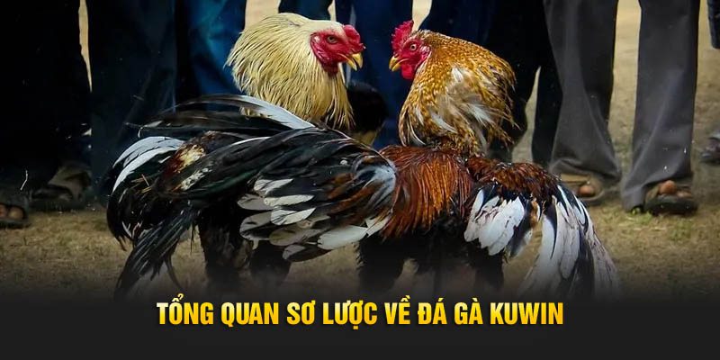 Sơ lược thông tin về sảnh đá gà tại Kuwin