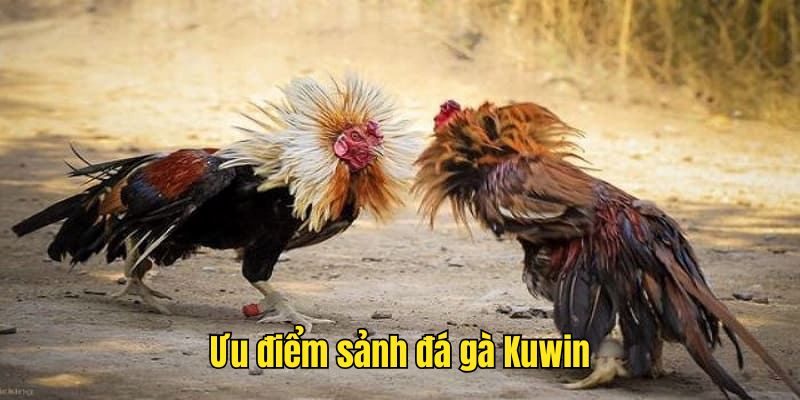 Lợi ích khi tham gia chọi kê tại Kuwin